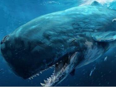 远古巨兽梅尔维尔鲸，虎鲸只够它塞牙缝
