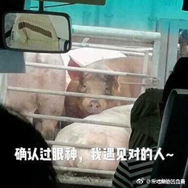 囧哥:入坑胖三斤!《舌尖上的中国》被开发成手游了