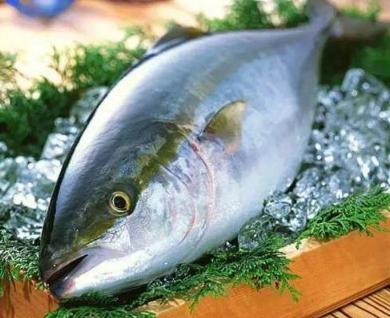 世界上最贵的鱼类，第四种中古特有，一般人吃不起！