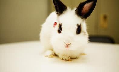 最受欢迎的兔子，第一名很聪明，可以听懂主人的话语