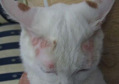猫咪耳朵周围的毛发少正常吗？以下3种情况要注意！
