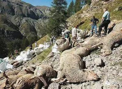 土耳其1500只羊跳崖自杀，新疆也发生过3次，科学家揭秘诡异真相