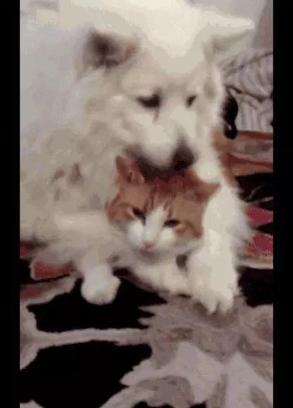 萨摩耶抱着猫给它舔毛，结果却被嫌弃的一把推开：你的口水太多！