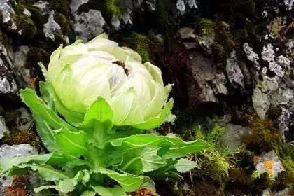 揭秘100种花卉背后的情感与象征