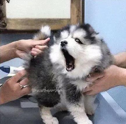 阿拉斯加幼犬第一次被人戳进量肛温
