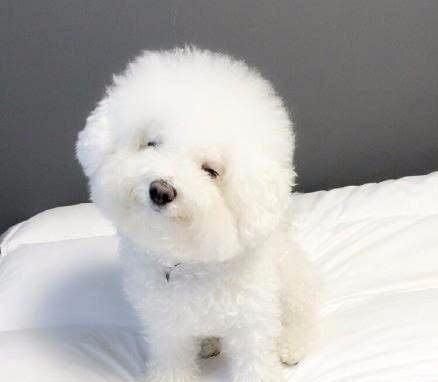 狗排行榜_最受欢迎宠物狗排名!