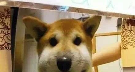 实习医生日记：分清马蜂和蜜蜂才能处理得当
