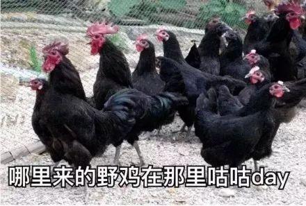 囧哥:林俊杰模仿歌神张学友，建国后CD不准成精！