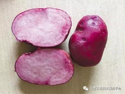 致富经：教你如何种出彩色土豆，一年能卖2000万！