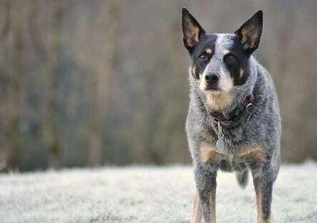 世界十大最聪明的狗排名，边境牧羊犬智商相当8岁小孩