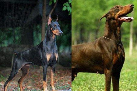 家养杜宾犬打架很苦恼 这样训练就能解决