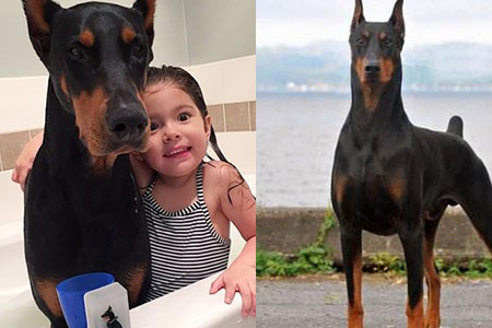 家养杜宾犬打架很苦恼 这样训练就能解决