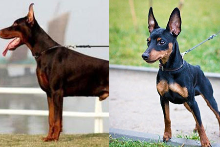 家养杜宾犬打架很苦恼 这样训练就能解决