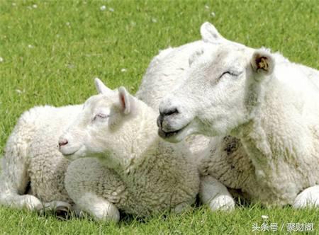 算命先生：属羊人2018年每个月运势分析，运气好不好都要看看