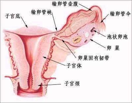 久备仍不孕？听我分解“不孕”大问题