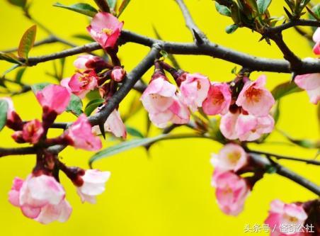 木瓜花都，开7色花，7万亩木瓜三月变花海，美女寻芳来来来