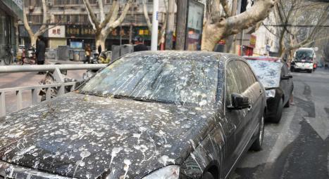 郑州金水区最奇葩街道，竟然会下“鸟屎雨”，行人躲避纷纷逃离