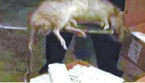 美国的变异老鼠，身长92厘米，再也不用怕猫了