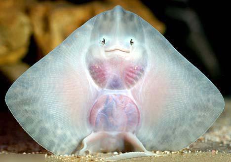 海洋里最可爱的鱼：笑起来像天使一样，但被晒干后却像个恶魔！