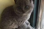 霸气豹猫却被英短蓝猫压身下,而且被它狂舔,豹猫的表情简直绝了