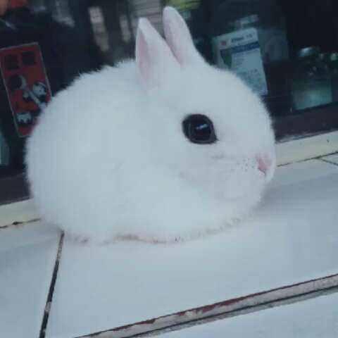 侏儒海棠兔好可爱，最大能长到多重，据说成年之后1.2KG左右