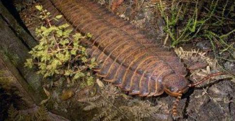 神兽巨型古马陆，长达三米的远古千足虫