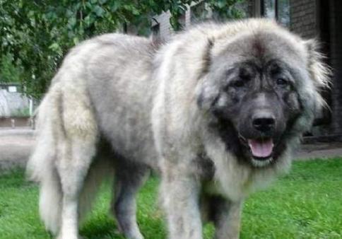 排名十强猎犬，比特犬第七，藏獒竟垫底