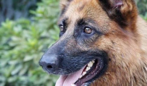 排名十强猎犬，比特犬第七，藏獒竟垫底