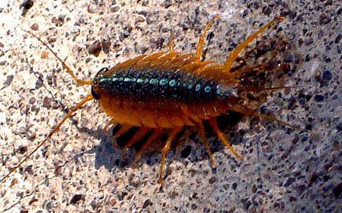 海蟑螂：海产养殖业天敌之一，生命力顽强免疫农药，营养价值很高