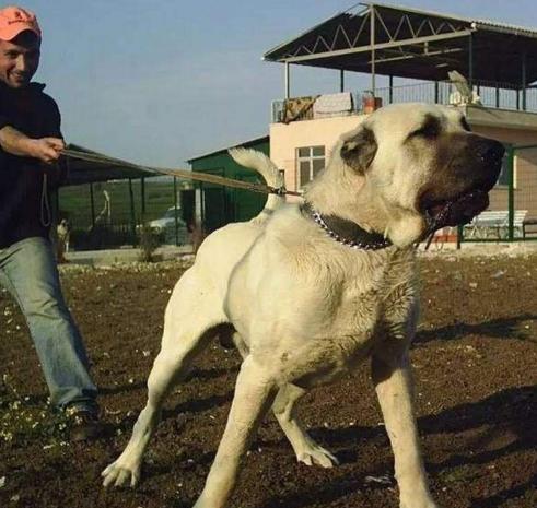 排名十强猎犬，比特犬第七，藏獒竟垫底