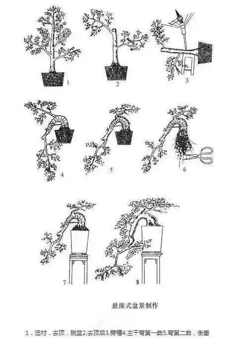 悬崖式盆景制作