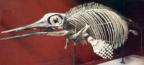 恐龙时代之前的海洋霸主鱼龙，酷似海豚一样的海洋爬行类动物