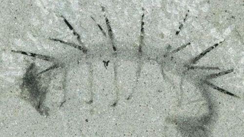 怪诞虫：5亿年前的海洋中最奇怪的物种，几十年才搞清它的真面目