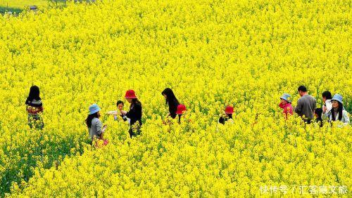 2018湖南油菜花赏花地图出炉！最美线路全包了！