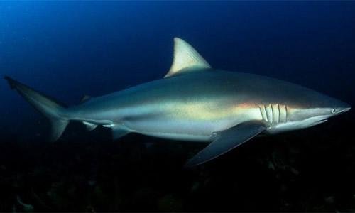 最凶猛的鲨鱼排名 大白鲨仅排老二