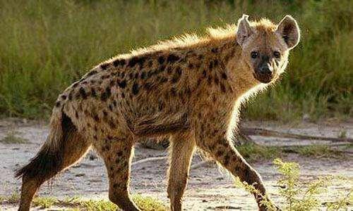 动物世界: 金雕既然可以杀狼, 那哈佩雕绝对可以杀鬣狗?