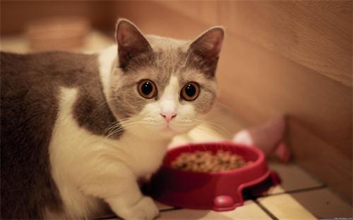 猫咪吃面条会发胖吗，猫咪吃面条能增肥吗
