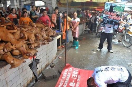 外国人是怎么看待中国人吃狗肉的？没想到，竟然这么多人表示理解
