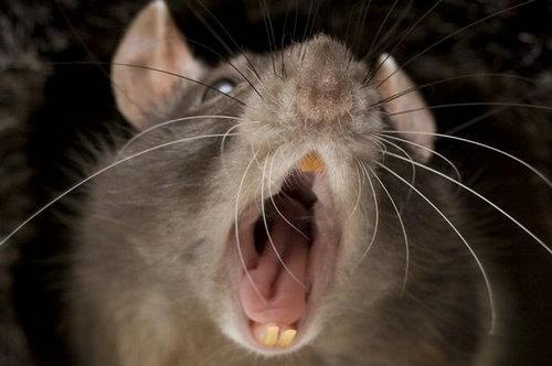 英国爆发2亿老鼠不怕鼠药连猫都怕 住户房子遭入侵小孩被咬伤