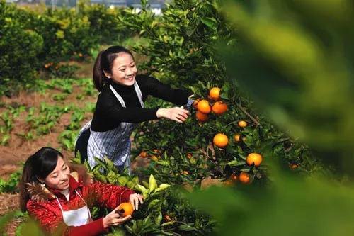 春节游粤北：阳山—生态农场 节日里浓情暖色