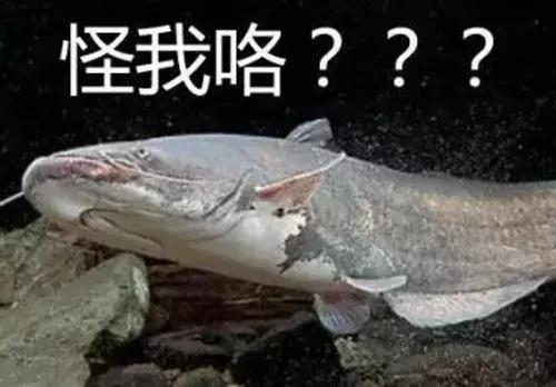 食材课堂：你吃的清江鱼，到底是不是鲶鱼？