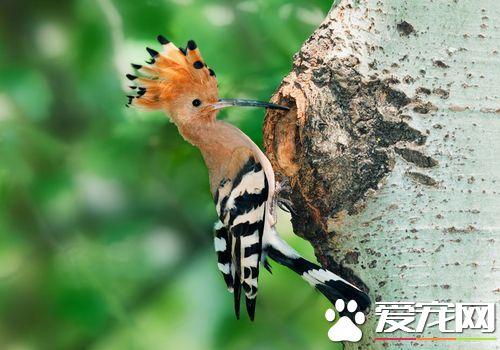 戴胜鸟的习性 以虫类为食在树上的洞内做窝