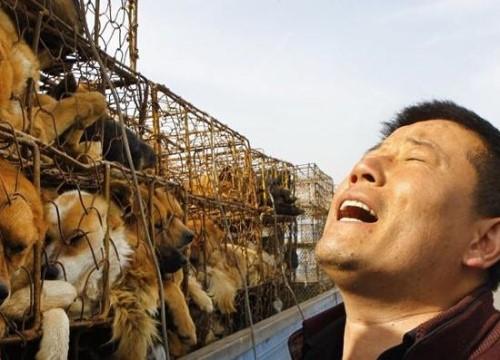 外国人是怎么看待中国人吃狗肉的？没想到，竟然这么多人表示理解