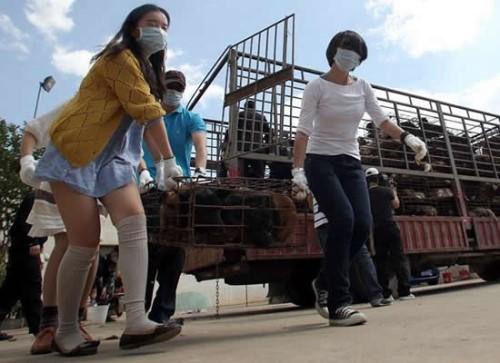 外国人是怎么看待中国人吃狗肉的？没想到，竟然这么多人表示理解