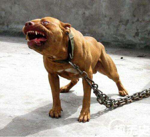 世界上最凶猛的狗排行，比特犬第一(打起架来不怕疼的存在)！
