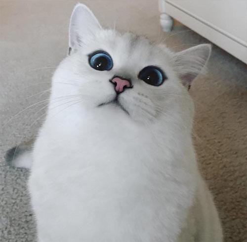 为什么猫咪会出现“鸳鸯眼”，小奶猫眼睛为什么是蓝色呢？