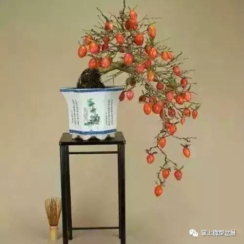 硕果累累。果树盆景制作技巧与日常管理方法(图1)