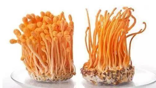 人工培育真的不如野生的好吗?...