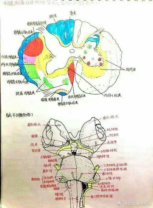 西安培华大二女生课堂笔记走红，被医学“耽误的画家”