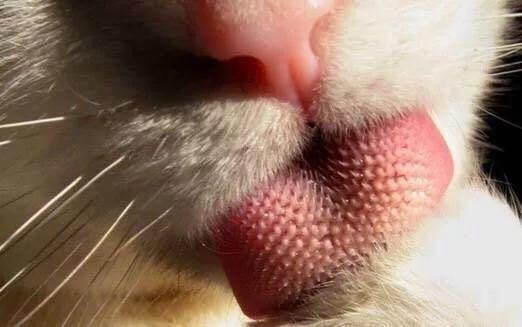 你们见过猫科动物的舌头吗？看完后再也不敢让喵星人舔自己了！